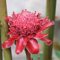 Etlingera